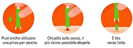 Come rimuovere una zecca